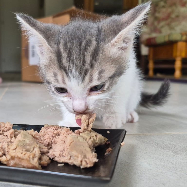 kitten 1 20260503_123121.jpg