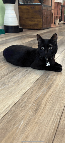 Lexi.png