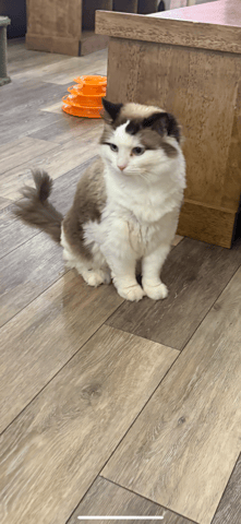 bella.png