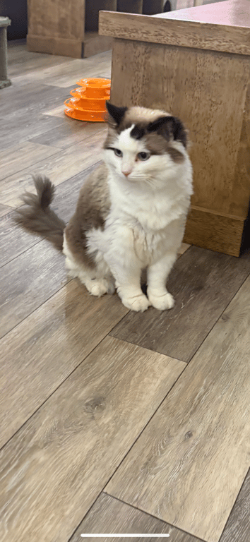 bella.png
