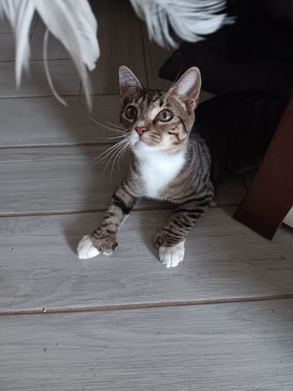 Mittens 1(1).jpg