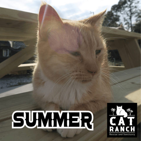 Summer Photo.png