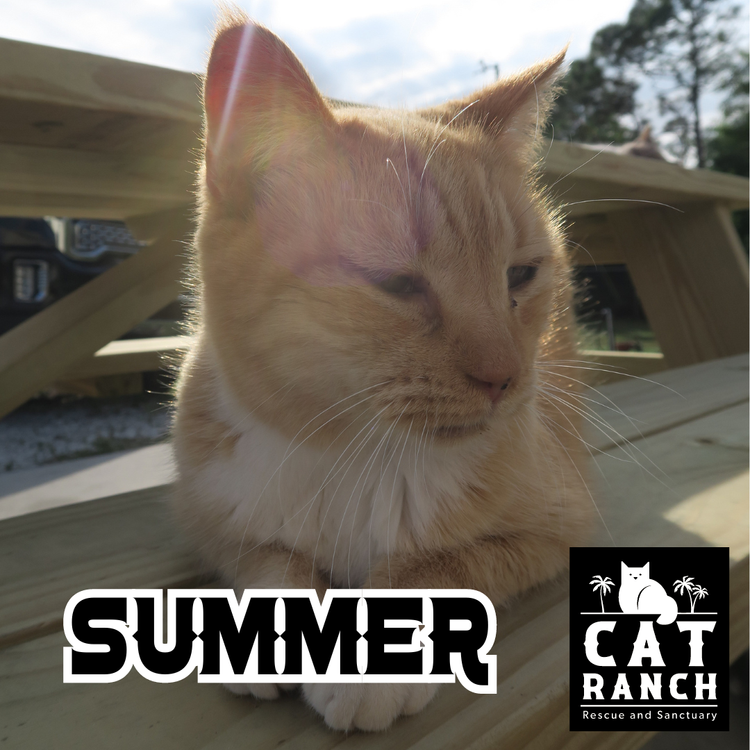 Summer Photo.png