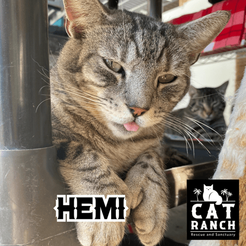 Hemi Photo.png