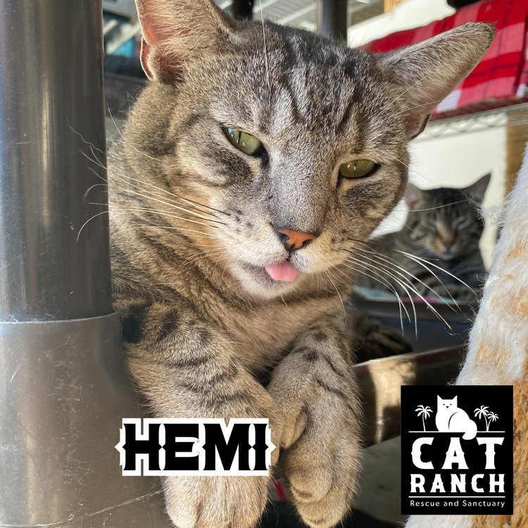 Hemi Photo.png