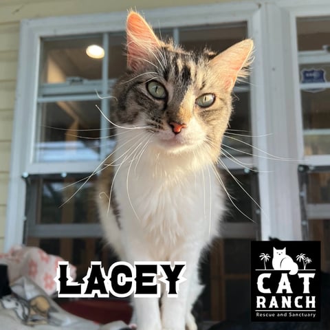 Lacey Photo.webp