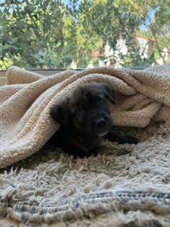 Burrito 2.jpg