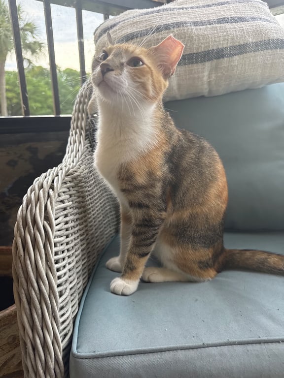 Cleo3(1).jpeg