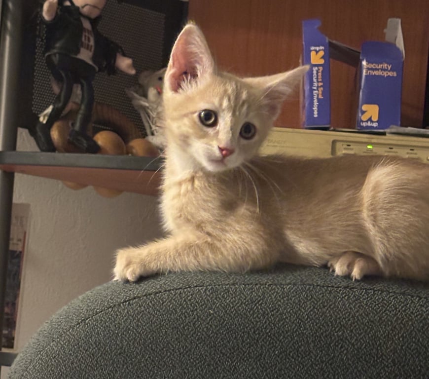 Juniper Pic.jpeg