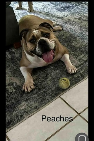 peaches1.webp