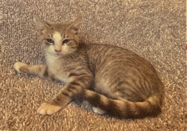 New cat pics 7.31.26-2.jpg