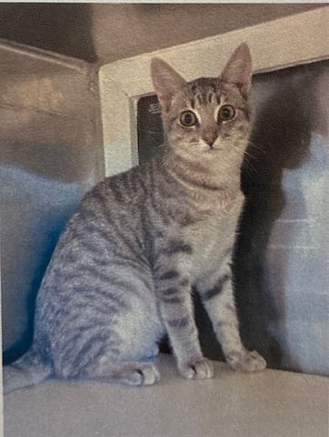 New cat pics 7.31.26-3.jpg