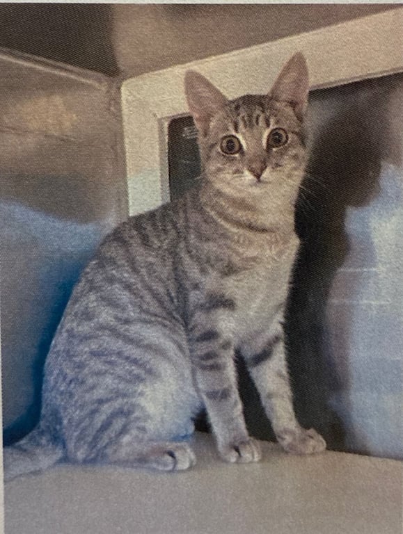 New cat pics 7.31.26-3.jpg