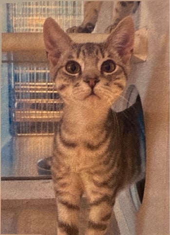 New cat pics 7.31.26-4.jpg
