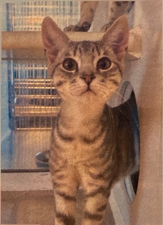 New cat pics 7.31.26-4.jpg