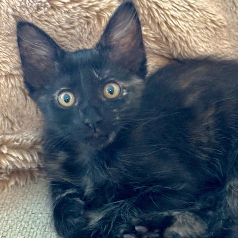 image (12).jpeg