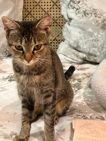 Purrscilla pic.jpeg