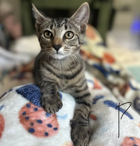 Phoebe.jpeg