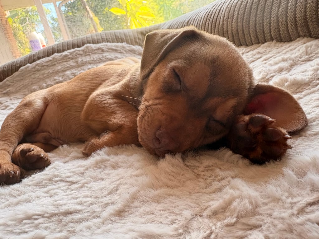 Mac (4).jpeg