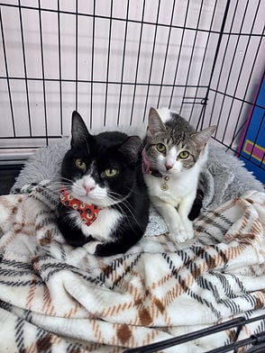 scone and petunia.jpeg