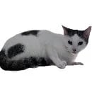 Sammy.webp