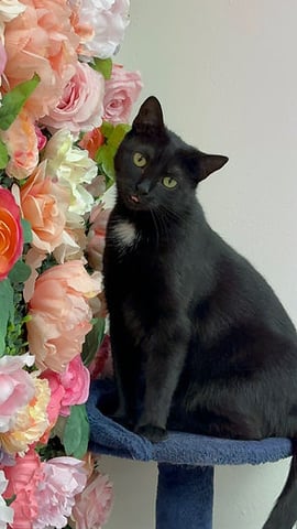 cici.jpg