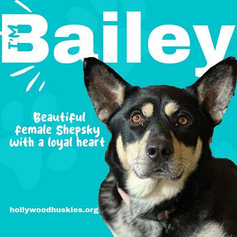 bailey1.jpeg