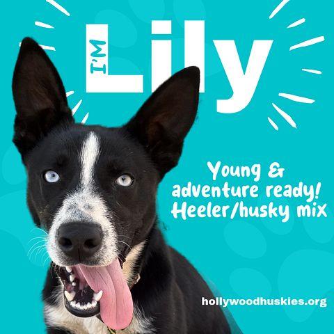 lily1.jpeg