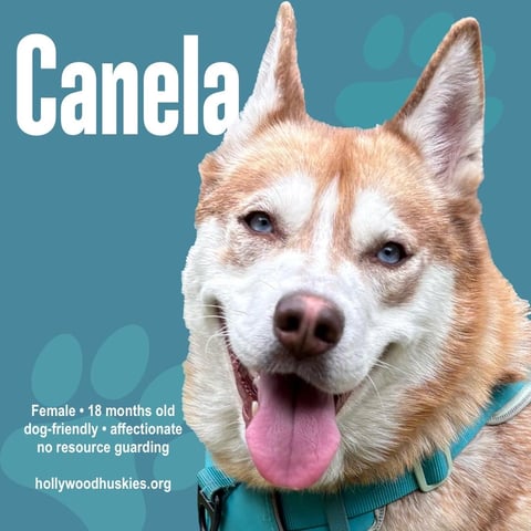 canela1.jpg