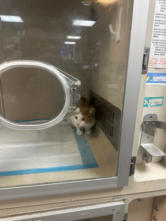 IMG_2377.jpeg