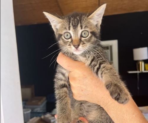 Luna - SUnshine animal rescue.JPG